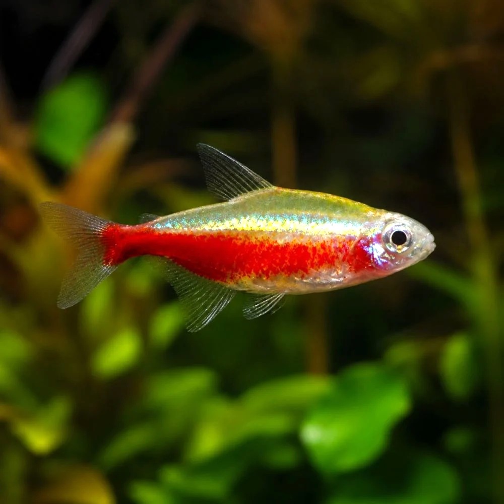 Parach.innesi   Neon tetra goud M